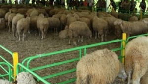 С висок интерес за фермерите протече първия Национален събор на овцевъдите - Agri.bg