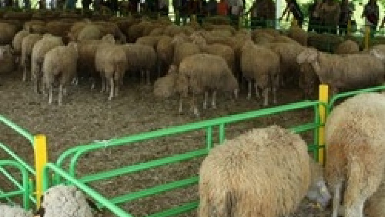 С висок интерес за фермерите протече първия Национален събор на овцевъдите