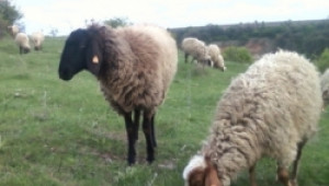 В Арбанаси днес започва Националния събор на овцевъдите - Agri.bg