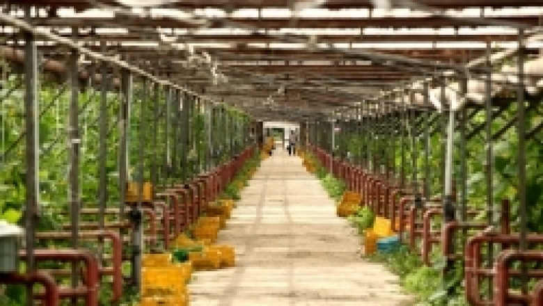 До 15 май приемат заявления за подпомагане на плодове и зеленчуци без санкция