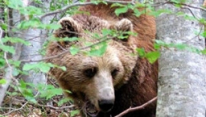 Глигани и мечки унищожават засята реколта, кошери и животни в Родопите - Agri.bg