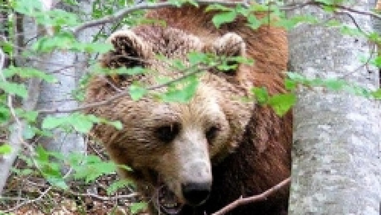 Глигани и мечки унищожават засята реколта, кошери и животни в Родопите