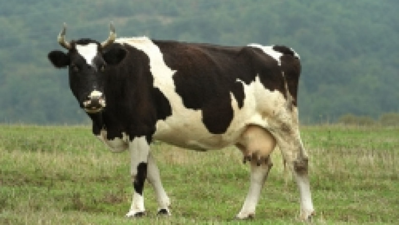 Съюза на говедовъдите се обяви в подкрепа на новата наредба за млякото