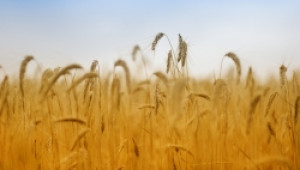 Bloomberg: Реколтата от зърно в България тази година ще е с 13% пo-ниска - Agri.bg