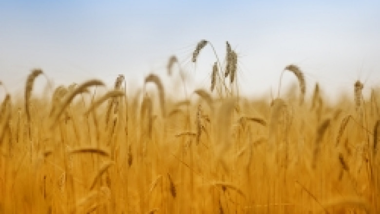 Bloomberg: Реколтата от зърно в България тази година ще е с 13% пo-ниска