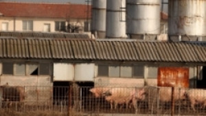 Започва проверка на Асоциацията на свиневъдите в България - Agri.bg