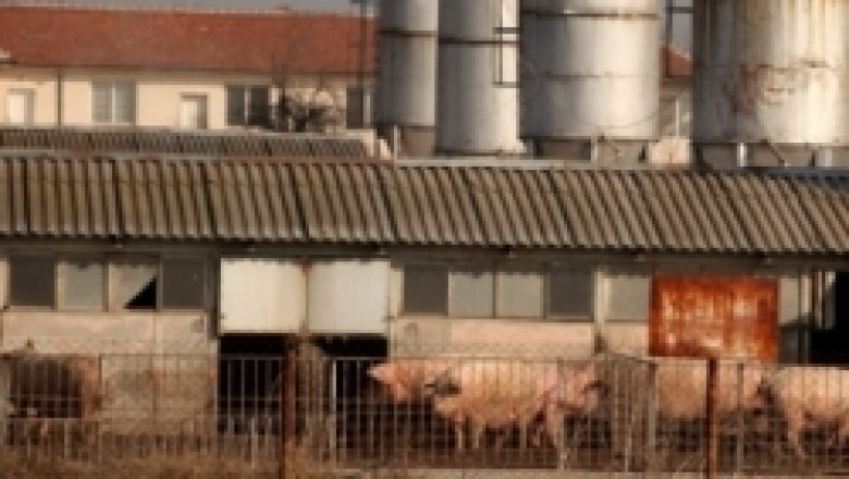 Започва проверка на Асоциацията на свиневъдите в България
