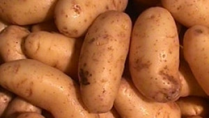 МЗХ: Проблемът с реализацията на картофите е частично предопределен - Agri.bg