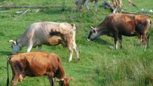 Сдружение Родопско мляко започна подписка в защита на малките ферми - Agri.bg
