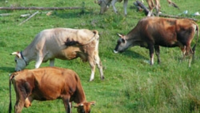 Сдружение Родопско мляко започна подписка в защита на малките ферми