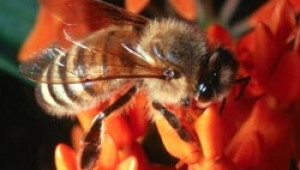 Даниела Челебиева: Нужен е по-строг контрол за опазване на пчелите при пръскания - Agri.bg