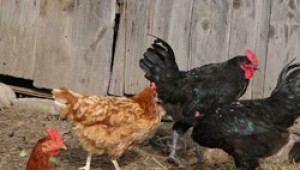 Кокошка от птицеферма роди живо пиле, след което умря - Agri.bg