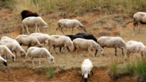 Актуализирана програма за Националния събор на животновъдите в село Арбанаси - Agri.bg