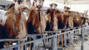 От 2013г. се очаква навлизането на камилско мляко на нашия пазар - Agri.bg
