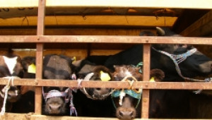 МВР предупреждава фермерите за мними търговци на животни - Agri.bg