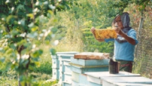 Утре ДФЗ отваря прием на пчеларски прокети за борба с вароатозата - Agri.bg