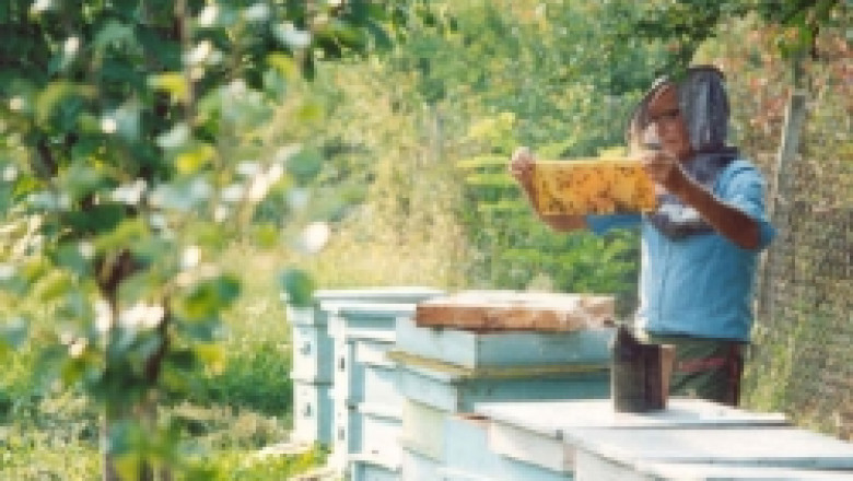 Утре ДФЗ отваря прием на пчеларски прокети за борба с вароатозата