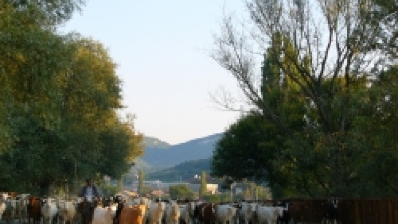 Животновъди в цяла България с проблеми в наемането на Общински мери и пасища