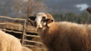 Европейската комисия одобри финансова помощ за Националния събор на овцевъдите - Agri.bg