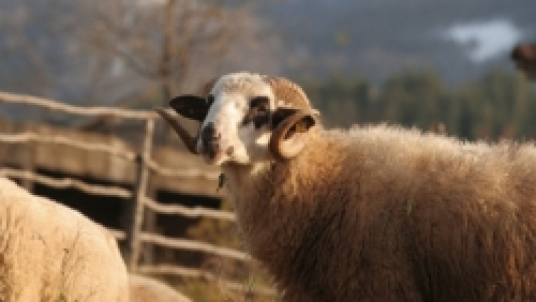 Европейската комисия одобри финансова помощ за Националния събор на овцевъдите