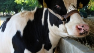АРЧПБ номинира най-млечните крави и ТОП фермите в България за 2011 - Agri.bg