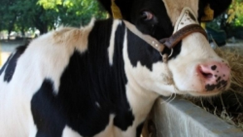 АРЧПБ номинира най-млечните крави и ТОП фермите в България за 2011