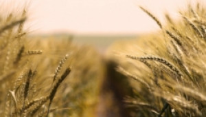 ИАСАС започна прием на заявления за държавна помощ за качествени семена - Agri.bg
