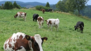 ОДЗ - Бургас инициира създаването на регионален съвет по животновъдство - Agri.bg