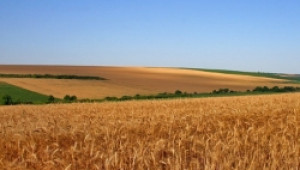 Зърнопроизводители ще получат по 16,70 EUR/дка. за щети от червеногуши гъски - Agri.bg