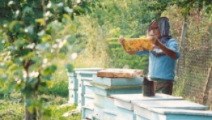 Форум за опазване здравето на пчелите ще се проведе утре в Кърджали - Agri.bg