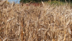 Учени откриха нов хибрид пшеница, която расте на солени почви и не е ГМО - Agri.bg
