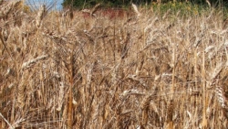 Учени откриха нов хибрид пшеница, която расте на солени почви и не е ГМО