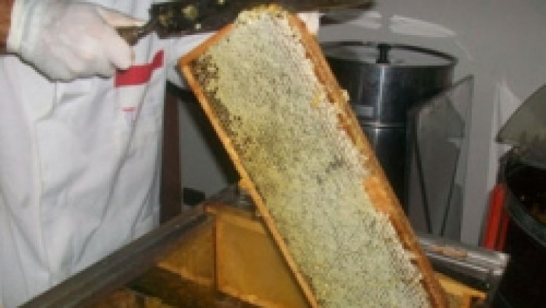 Предвижда се държавна помощ за застраховане на пчелни семейства