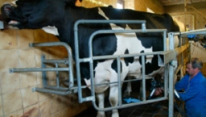 Съвета на ЕС одобри новия регламент за подобряване пазара на сурово мляко - Agri.bg