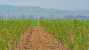 Овощари и зеленчукопроизводители от Югоизточна България учредиха нова асоциация - Agri.bg