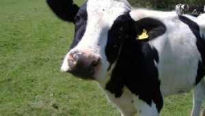 Крави ще пращат SMS до фермерите си, когато са готови за бик - Agri.bg