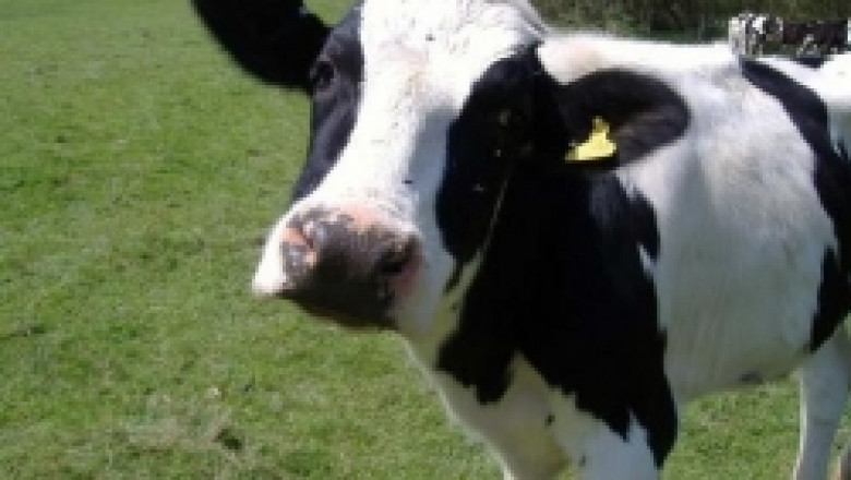 Крави ще пращат SMS до фермерите си, когато са готови за бик