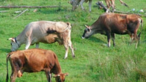 ДФЗ одобри млечни квоти на 122 фермери за близо 1 млн. лева