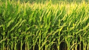 Европа в нов политически и пазарен натиск по отношение на ГМО зърнените култури - Agri.bg