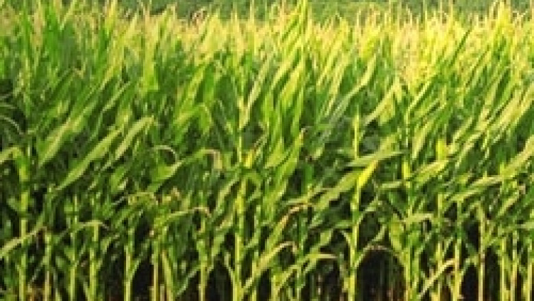 Европа в нов политически и пазарен натиск по отношение на ГМО зърнените култури
