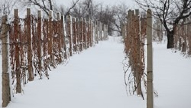 Увеличават се площите с биологично грозде в България, но сме сред последните в ЕС