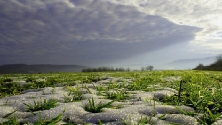 Николай Ценов (ДЗИ): Леденият вятър застрашава посевите с пшеница