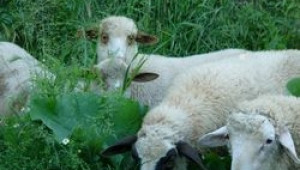 Уникален по рода си събор организира Асоциацията на млечните овце през м.Май - Agri.bg