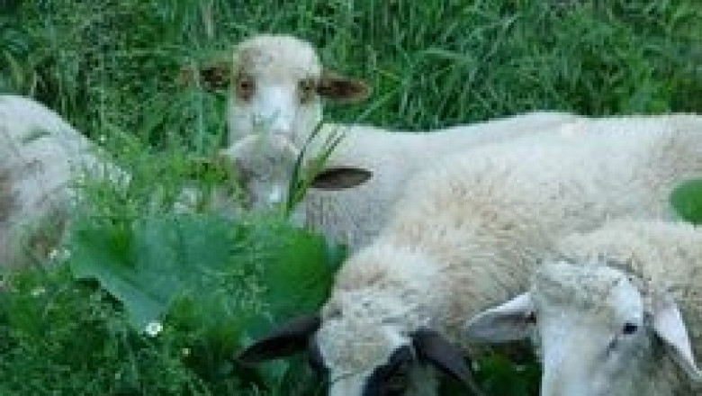 Уникален по рода си събор организира Асоциацията на млечните овце през м.Май