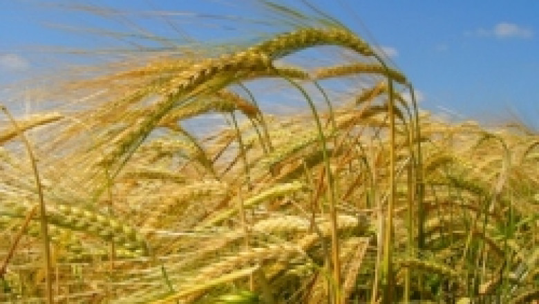 НССЗ ще проведе семинар за зърнопроизводители в Плевен