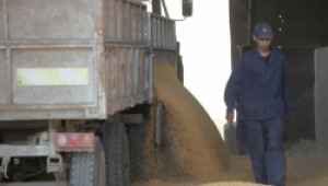 2 344 регистрирани търговци на зърно отчете Националната служба по зърното (НСЗ) - Agri.bg