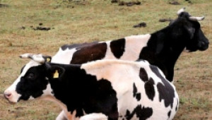 От НСММ поискаха поставяне на измервателни уреди за млякото в мандрите - Agri.bg