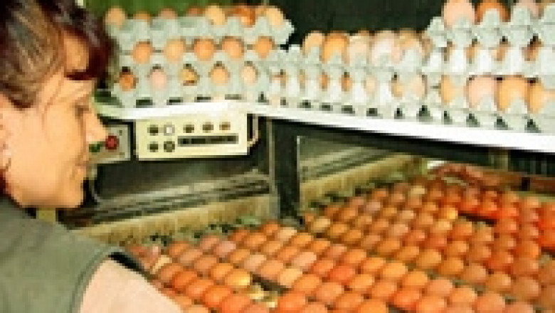 Стелиян Станчев: Няма забрана за продажба на яйца от кокошки, отглеждани в клетки