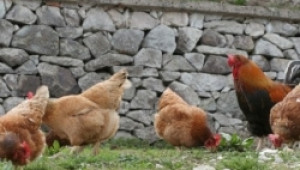 С началото на 2012-а г. се забранява продажбата на яйца от кокошки в клетки - Agri.bg