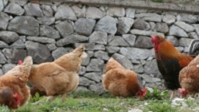 С началото на 2012-а г. се забранява продажбата на яйца от кокошки в клетки